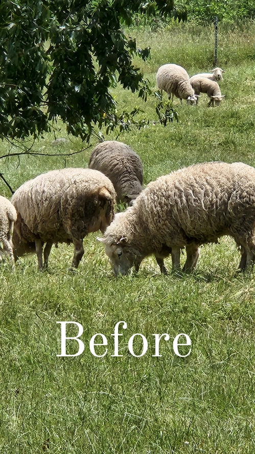 Wool Dish Sponges ~ Climate Beneficial™
