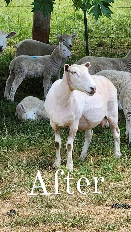 Wool Dish Sponges ~ Climate Beneficial™