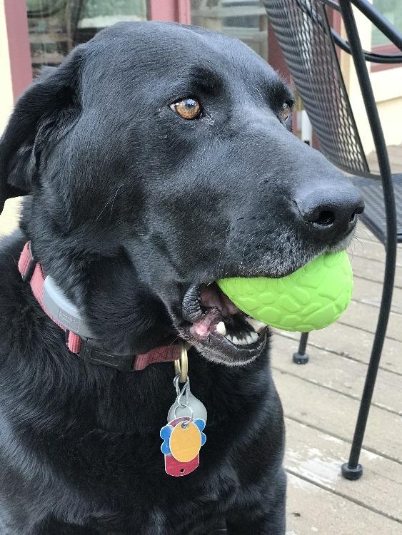 Dinosaur Egg Dog Chew Toy & Treat Dispenser | USA Made | Durable Rubber