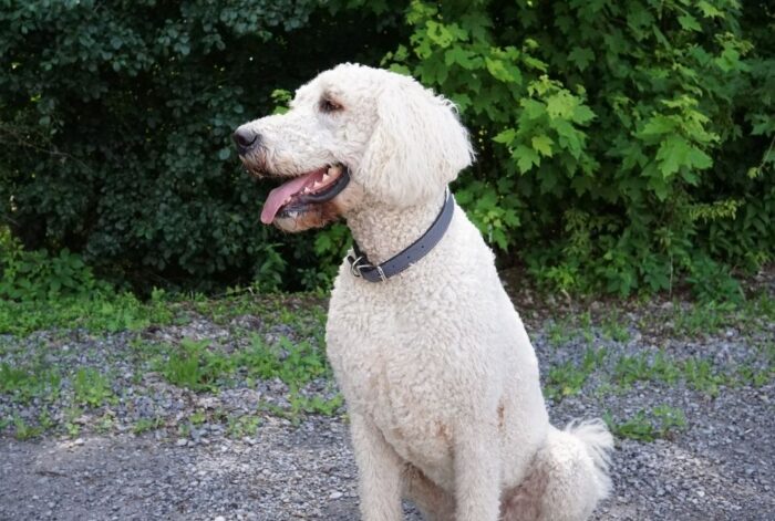 Tuscan Leather Dog Collar | 3/8" x 10" | Center Bar Buckle