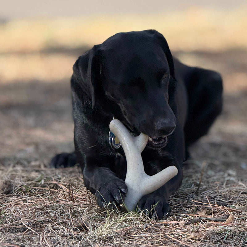 Ever Antler Nylon Chew Bone | Elk Antler Shaped Dog Toy | Made in USA