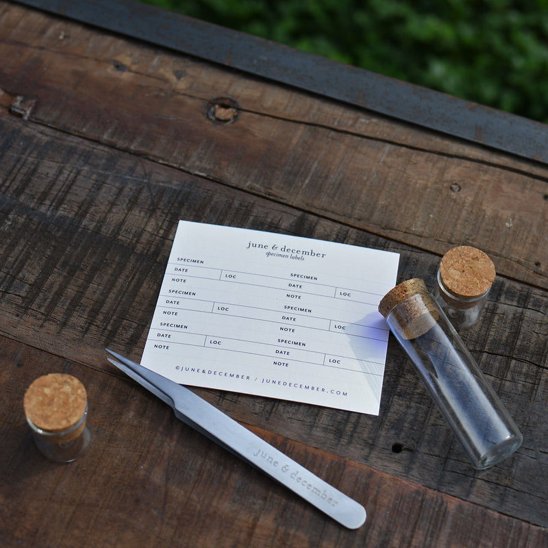 Beach Collecting Kit | Forceps, Bottles & Botanical Labels