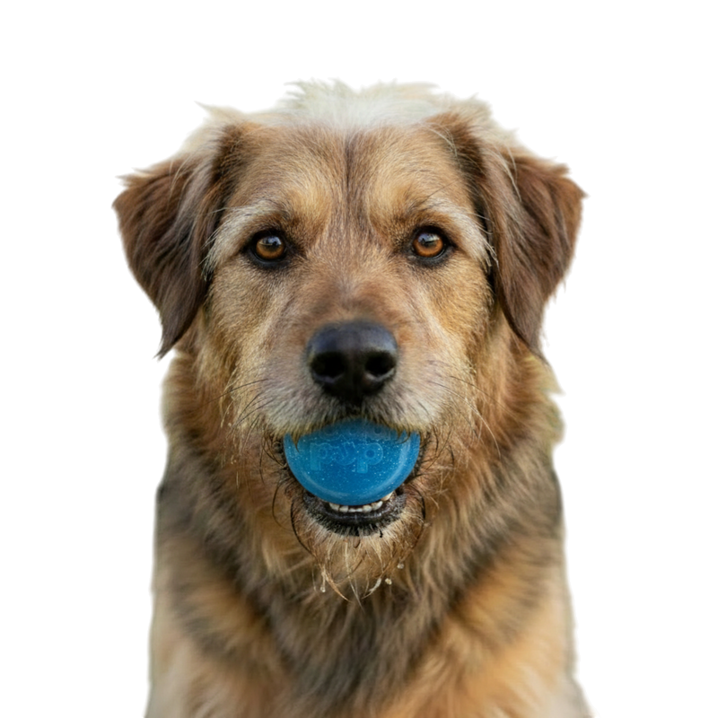 Glitter Ball Dog Toy | Soft Rubber | Floating Fetch Ball & Treat Dispenser | USA Made