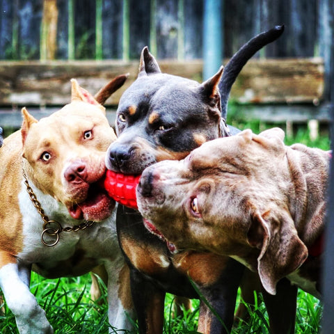 Playtime, from SodaPup.